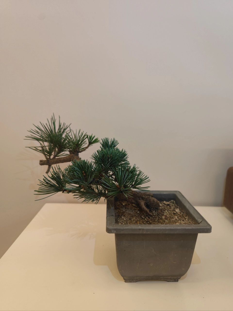 图示瑞光(杨梅)大阪松五针松参数