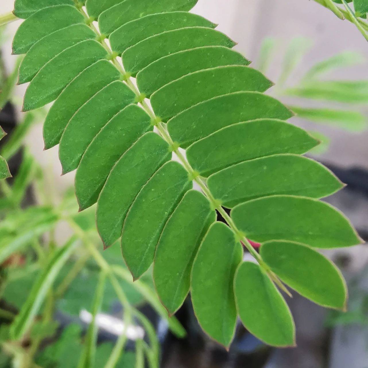 合欢树的叶子为什么晚上会合起来 合欢树之所以晚上会紧闭叶片,是因为