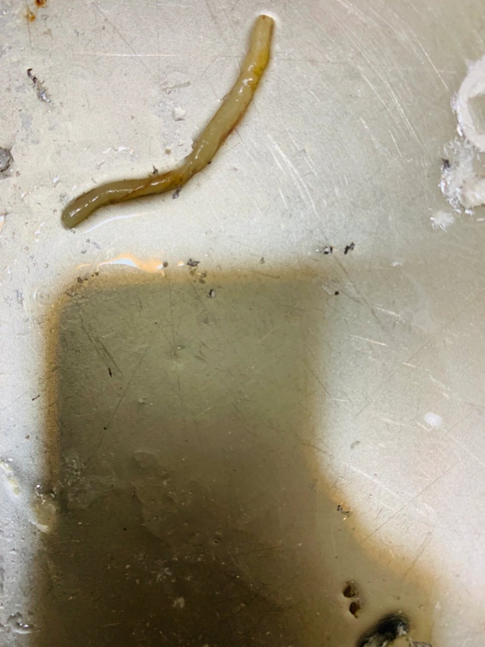 这个是寄生虫吗 带鱼里出来的 因为商家收拾好肠子 太多冷冻了 今天