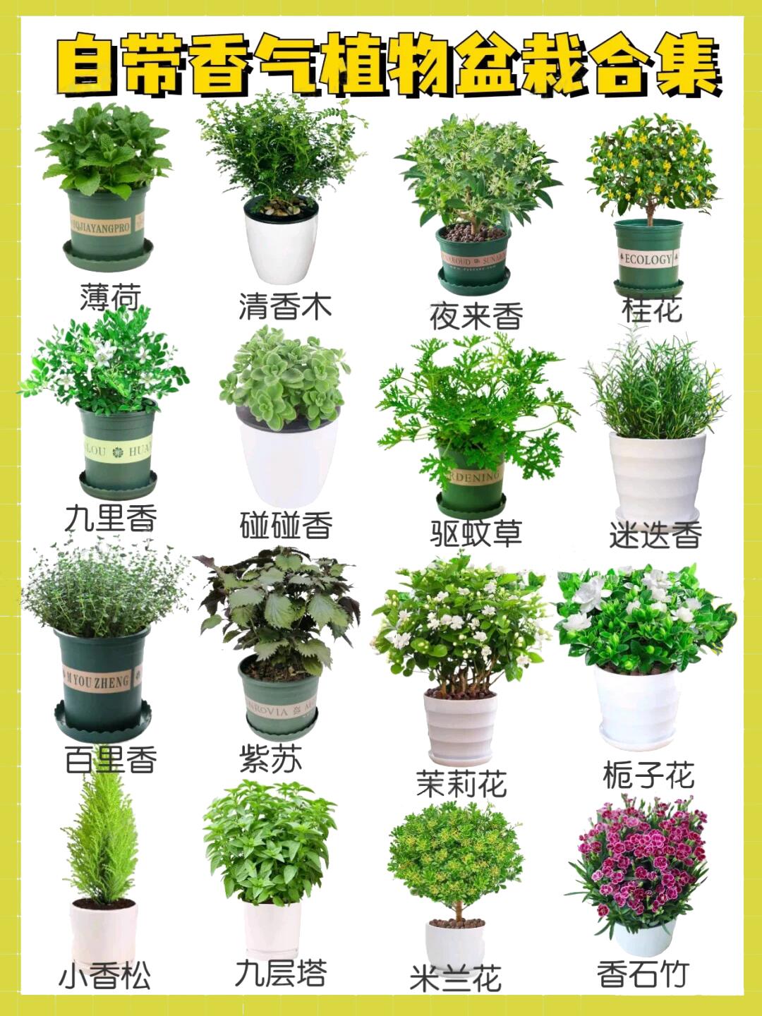 香味植物盆景店好做吗多少钱(香味植物盆景店好做吗多少钱一盆)