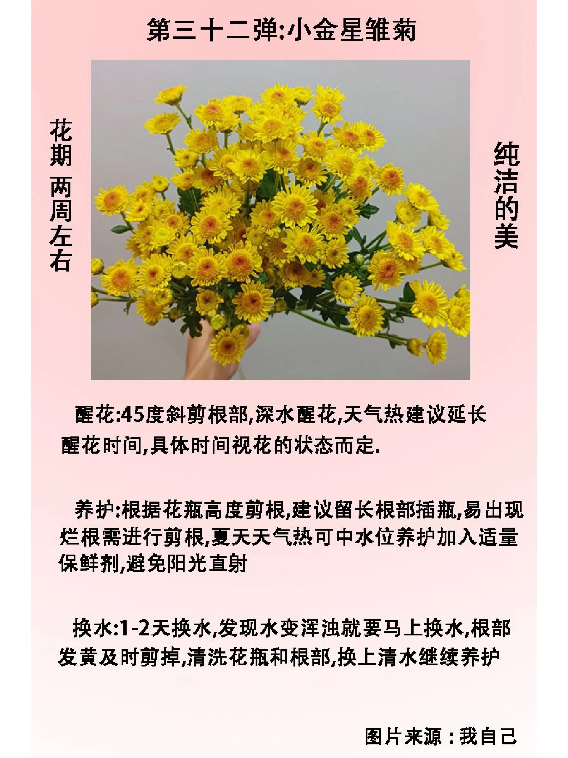 雏菊花语小雏菊图片