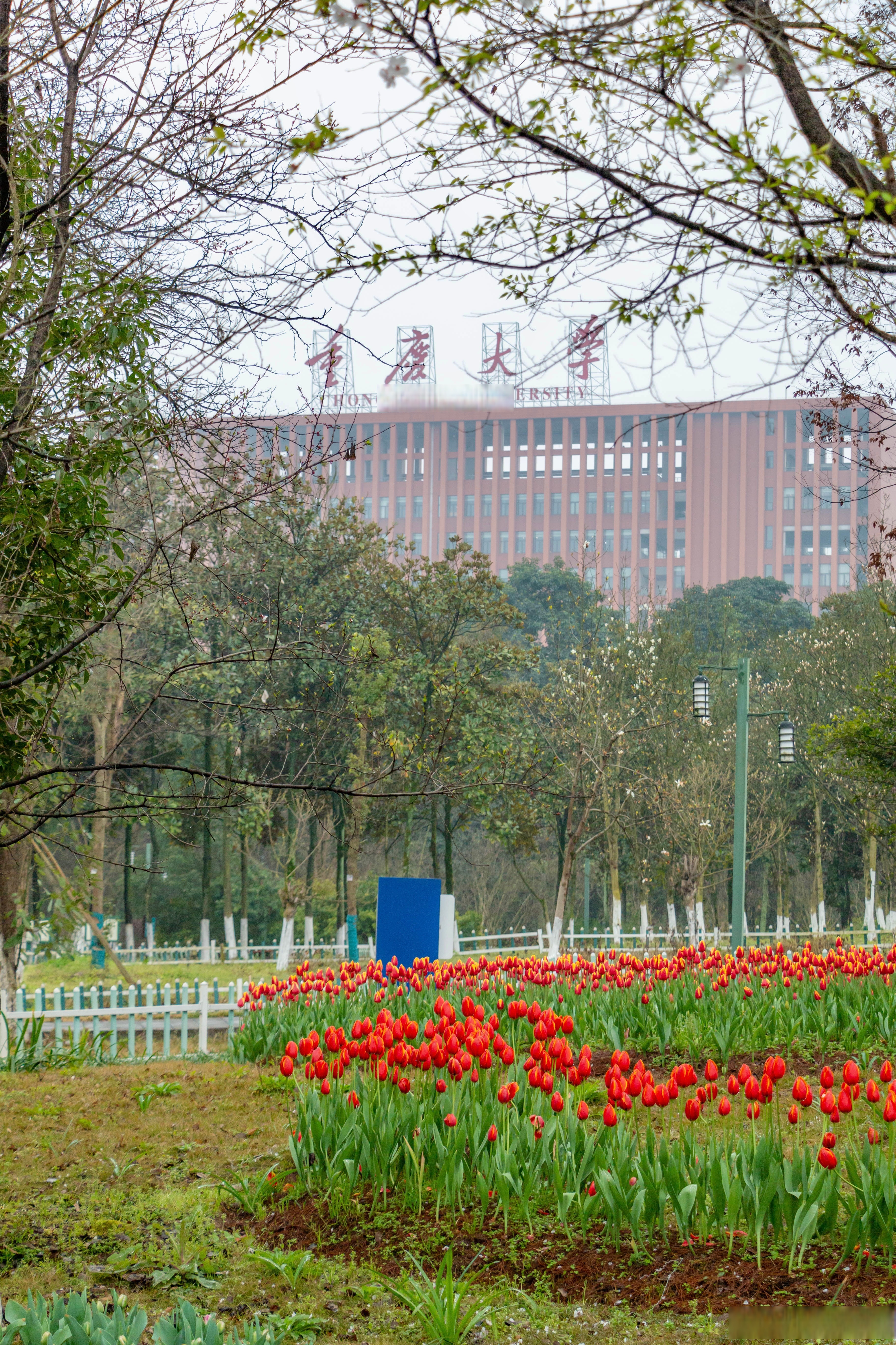 重庆大学邮箱