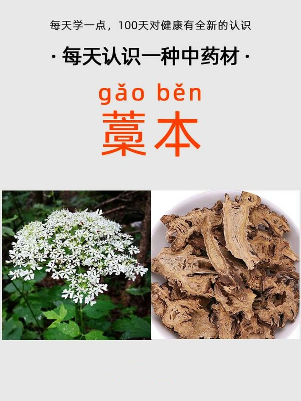 每天认识一种中药材day133:藁本 一,概述: 藁本(gǎo běn)是一味解表