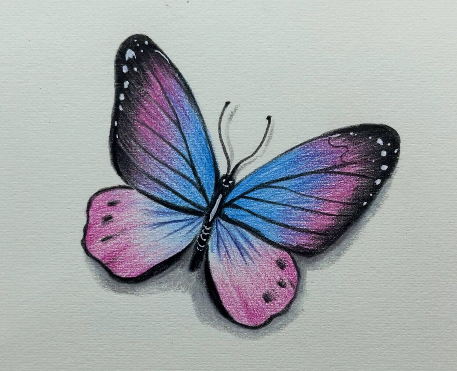 零基础彩铅:花蝴蝶详细绘画过程图