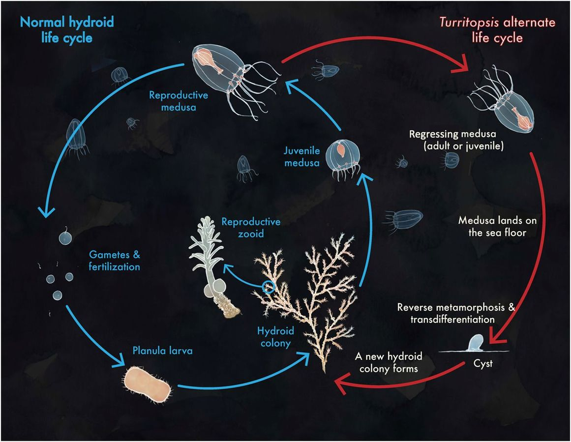 灯塔水母能够通过不断的逆生长获得永生所以这种生物有繁殖交配这些