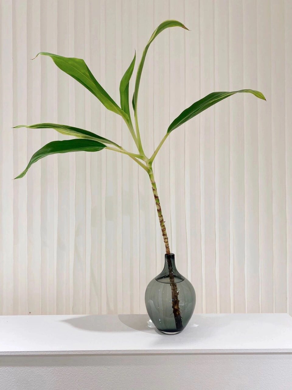 绿朱蕉,风水观叶植物 绿朱蕉,风水观叶植物 茎杆竹节寓意节节高升