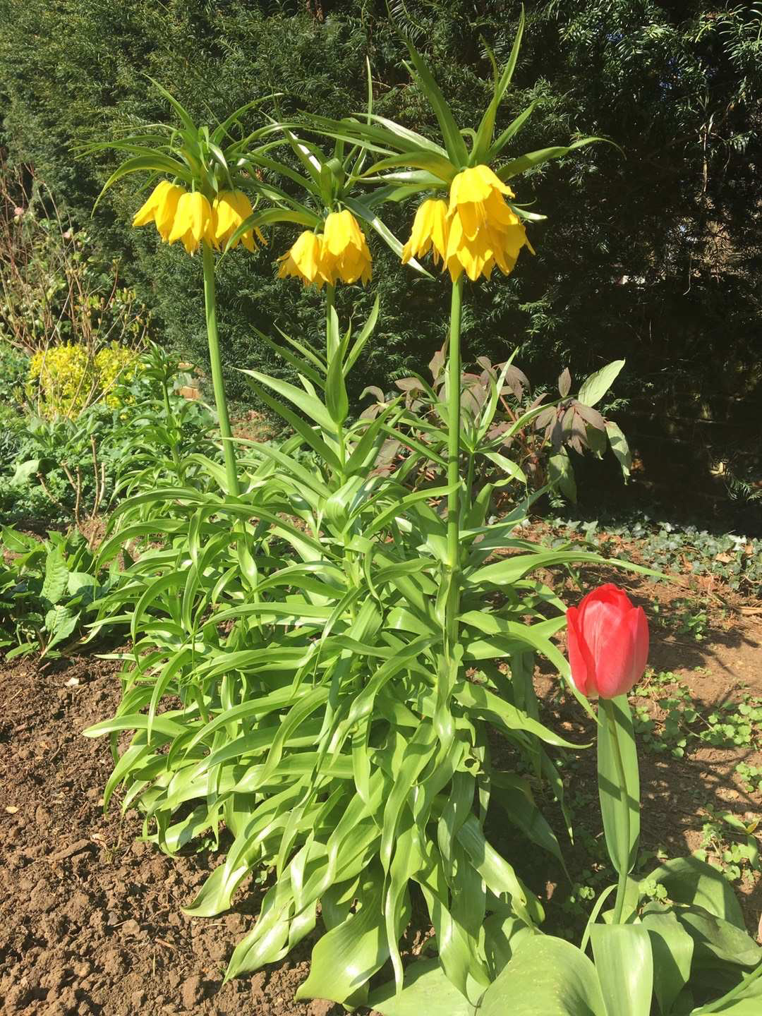 贝母 高大植株,铃铛的花型,在春天的球茎花卉中别具一格.
