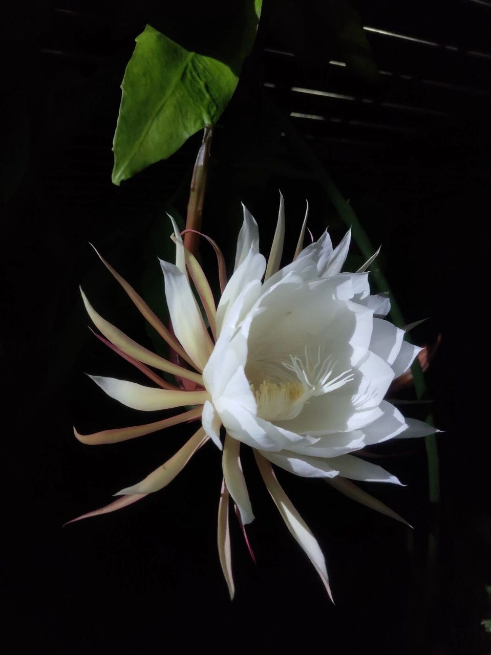 每天认识一种花96|昙花 96花之简介 昙花是灌木状主茎圆筒形,木质