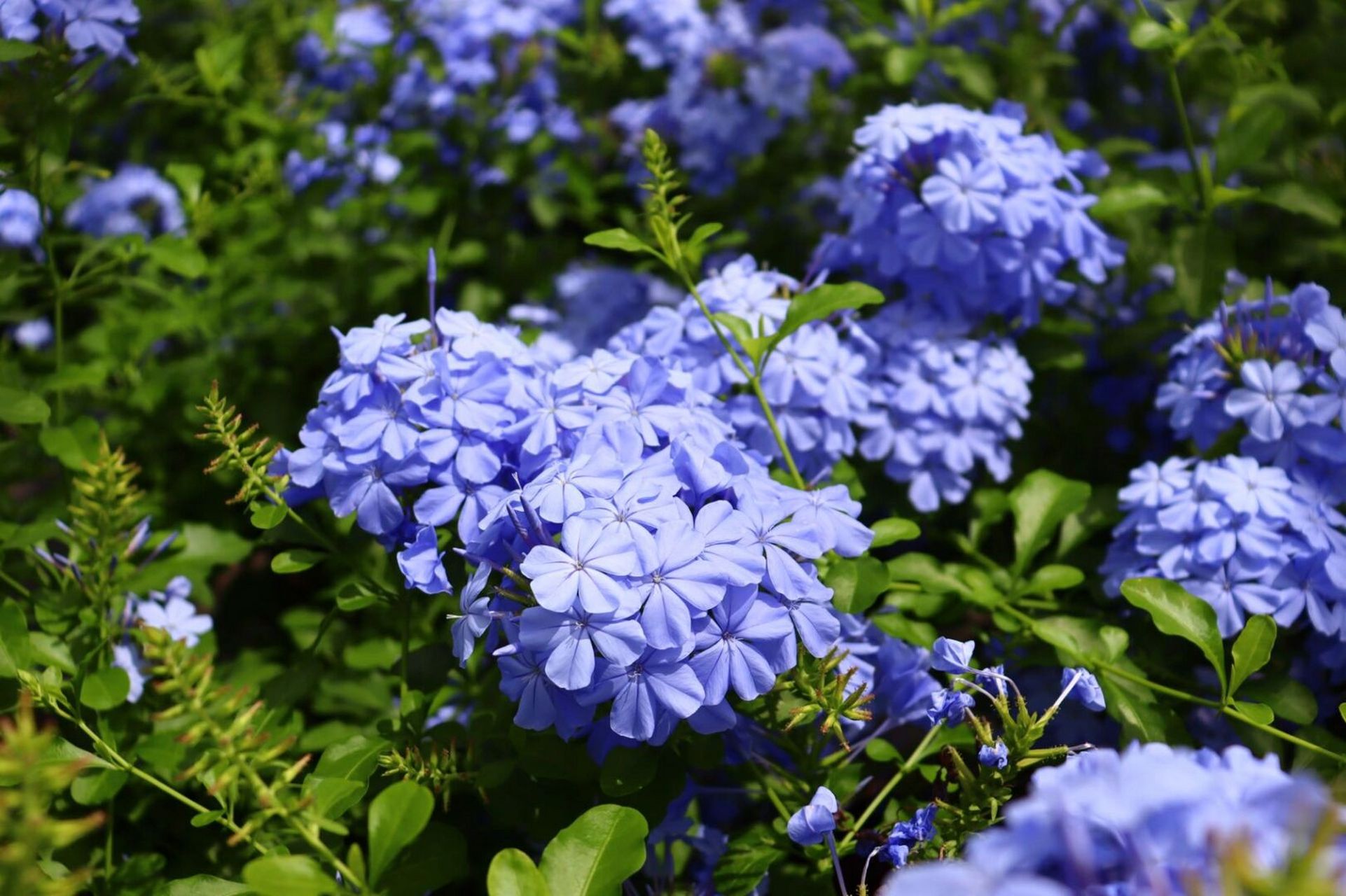 夏日清凉蓝紫色系,我推荐你种一颗蓝雪花～ 蓝雪花又名蓝花丹,开浅