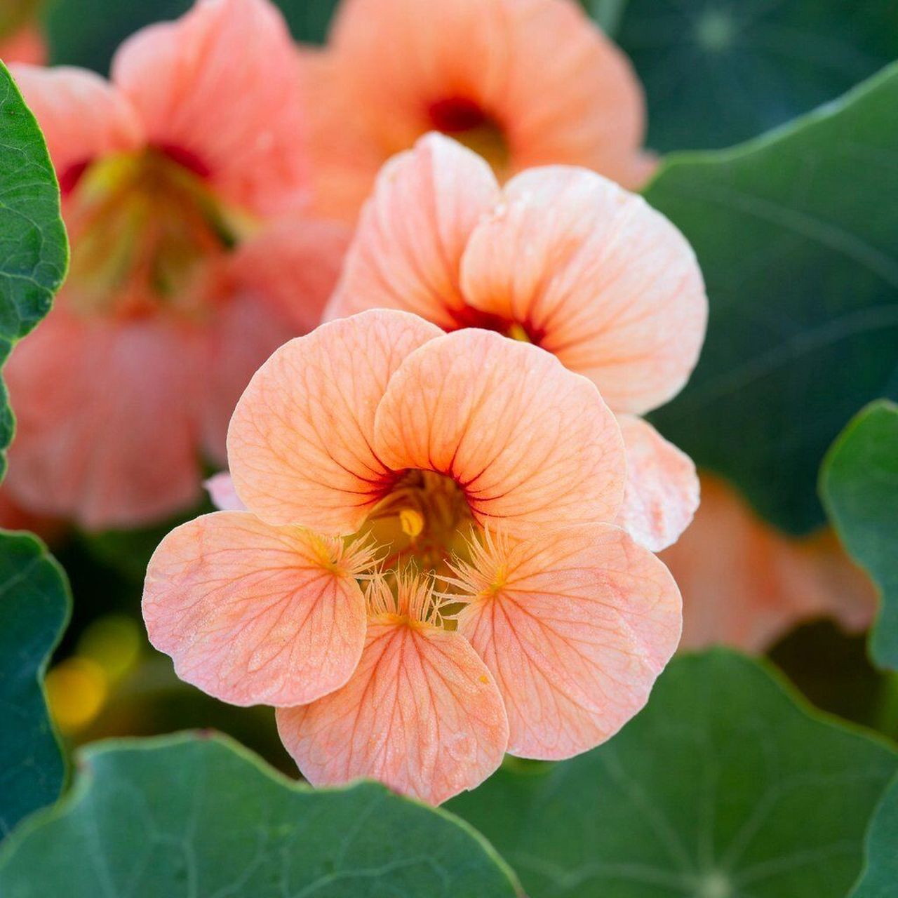旱金莲,学名:tropaeolum02majus,是原产于南美洲的一种爬藤开花植物