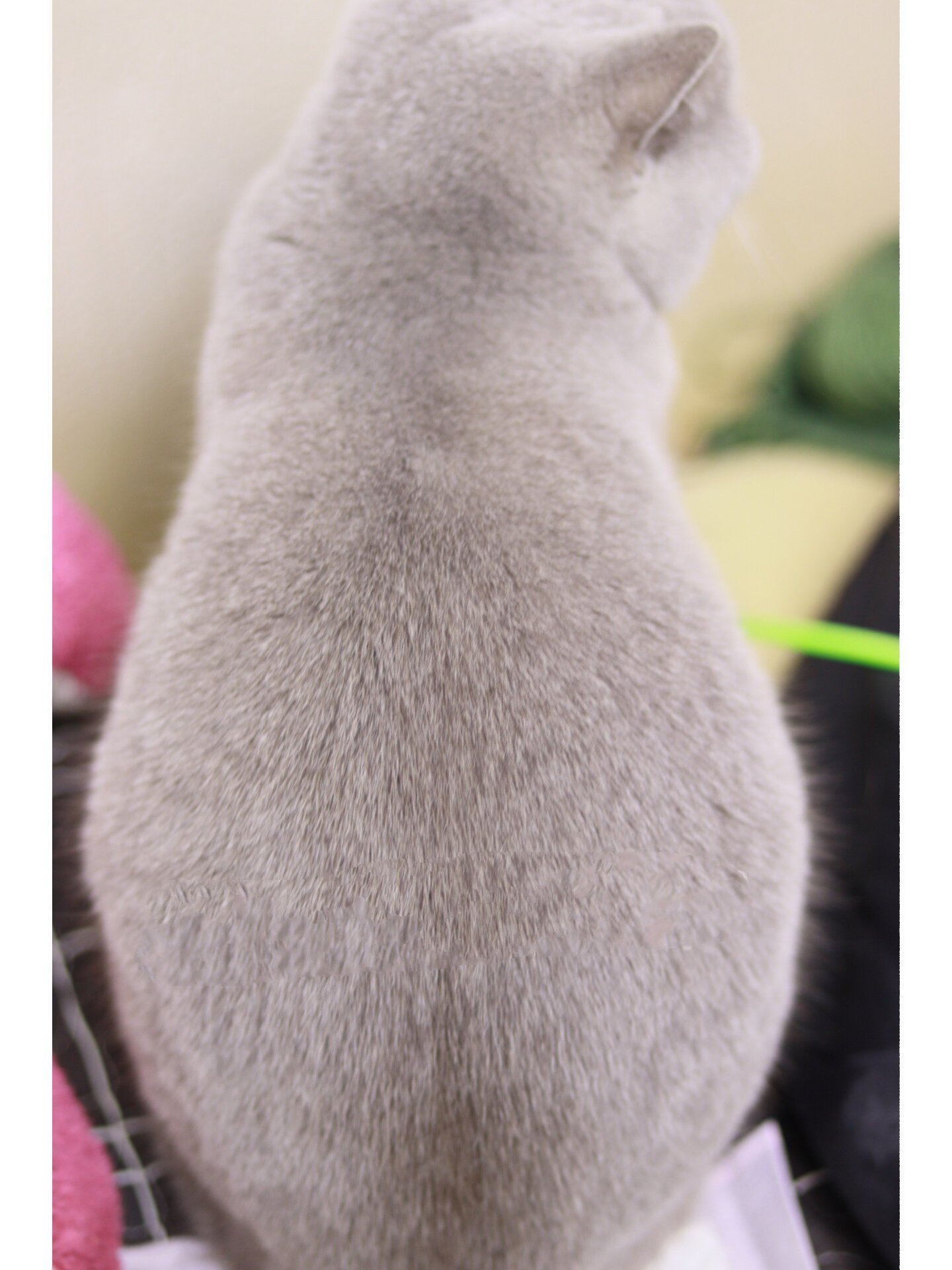 挂霜蓝💙英短蓝猫 有一说一挂霜蓝猫手感 毛长 密度都很不一样 也算