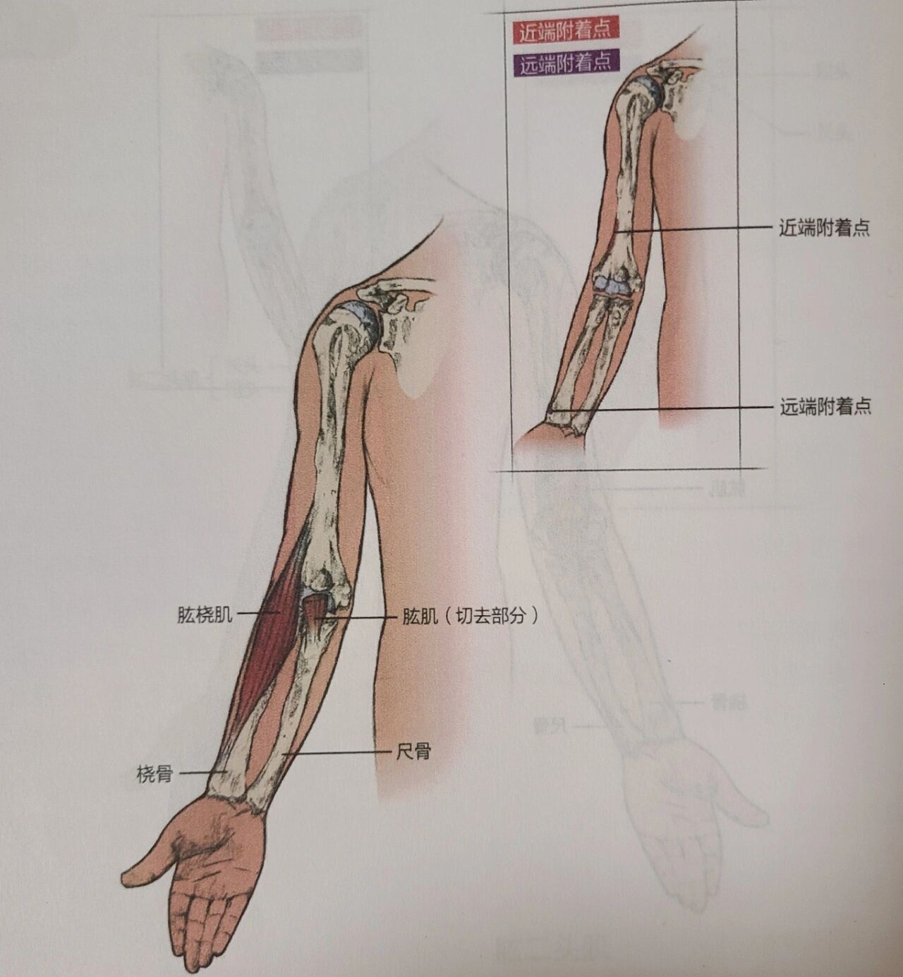 知道名字就知道起止点的肌肉