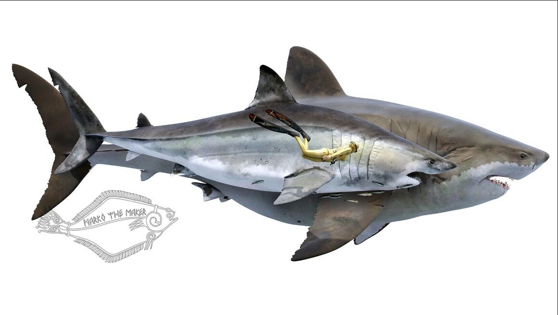 曾经生存着体型足以让你震撼的超级巨鲨,包括有斜耳齿鲨和巨齿鲨