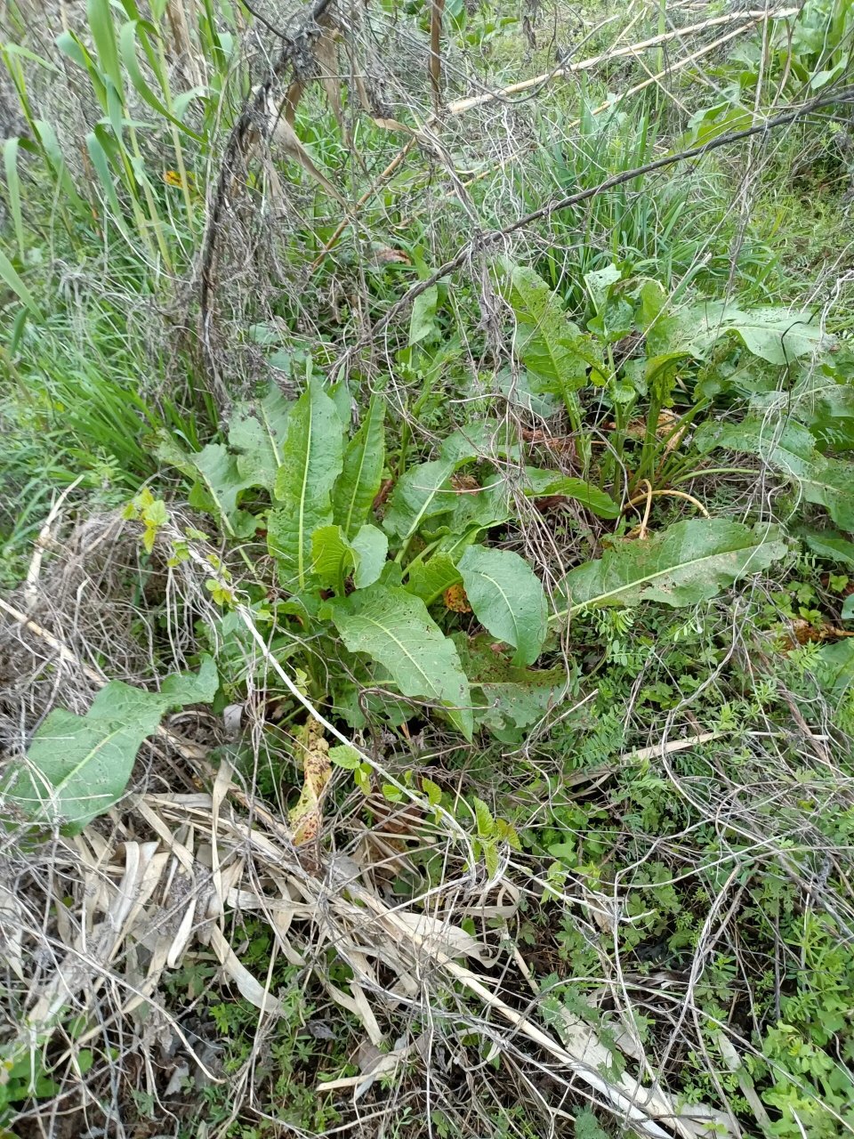 每天认识一味中药|羊蹄 别名:土大黄,牛舌头,野菠菜 《本草纲目》记载