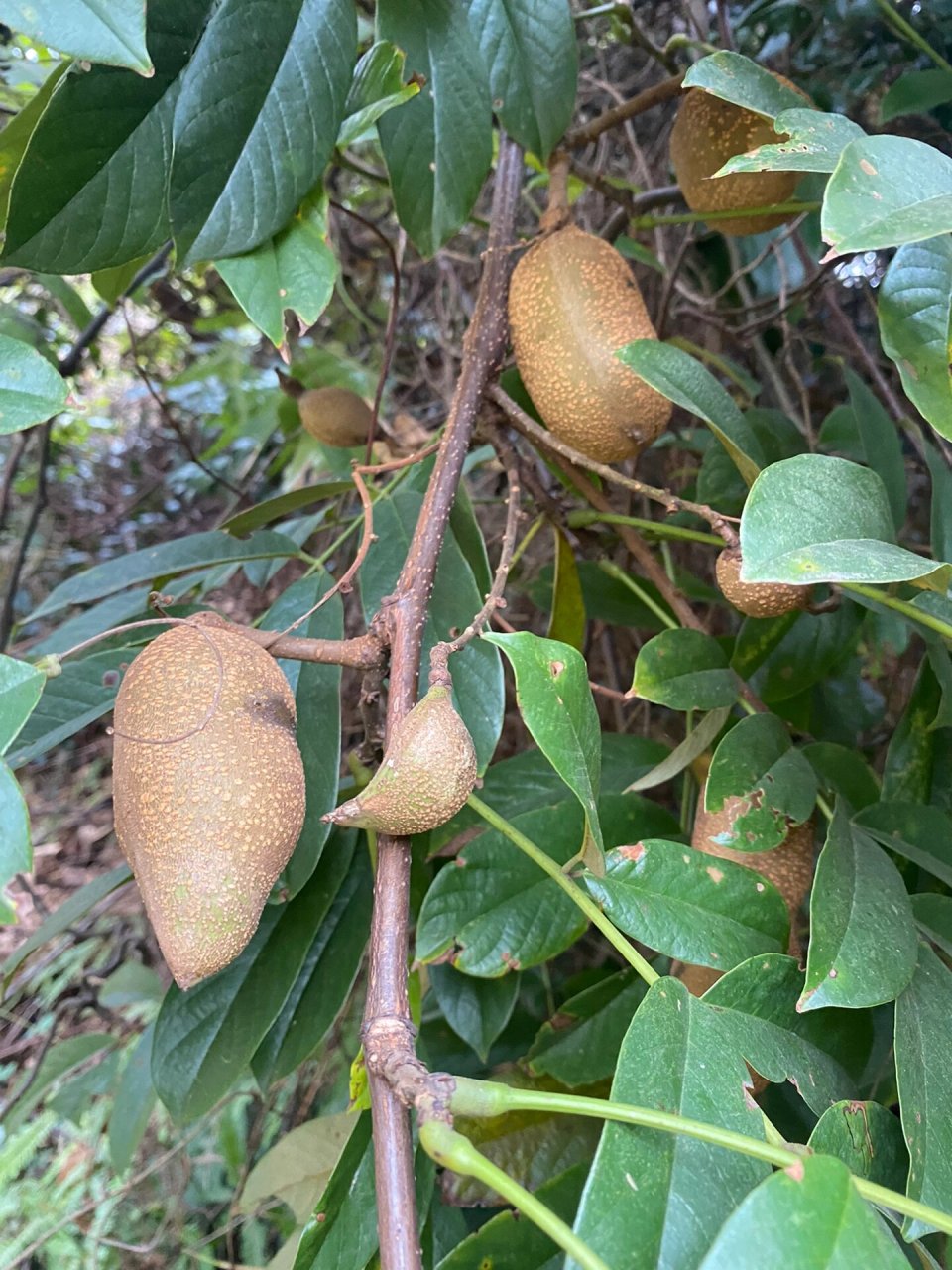 有没有人科普一下,这是什么植物 我以为是猕猴桃,大千世界,无奇不有.