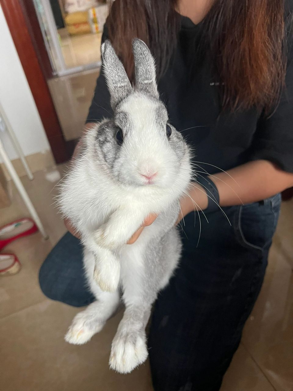 我的道奇兔长大啦!