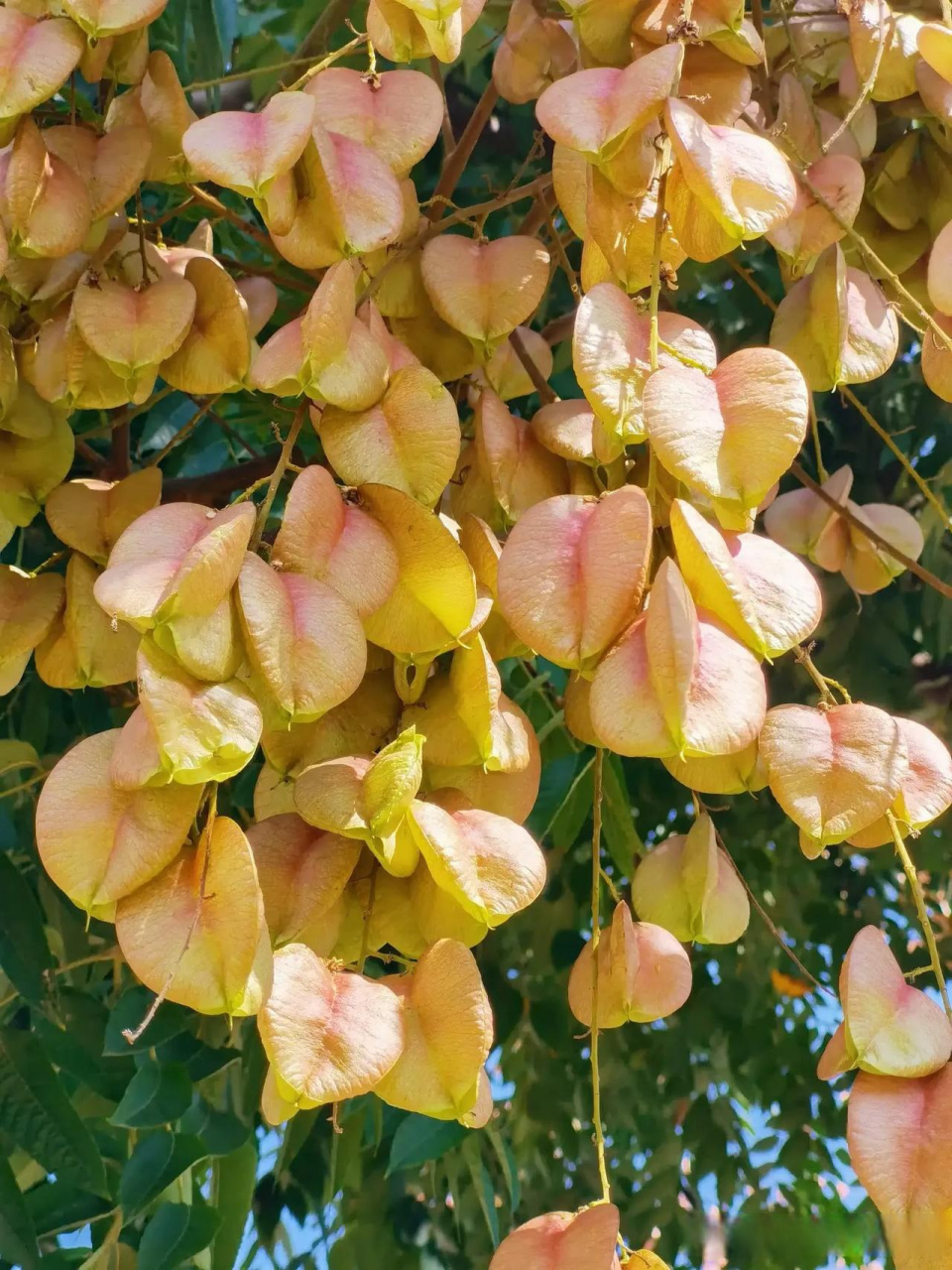 这一树树果实,像一串串风铃,在秋风秋阳中,轻轻摆动着,你听到声音了吧