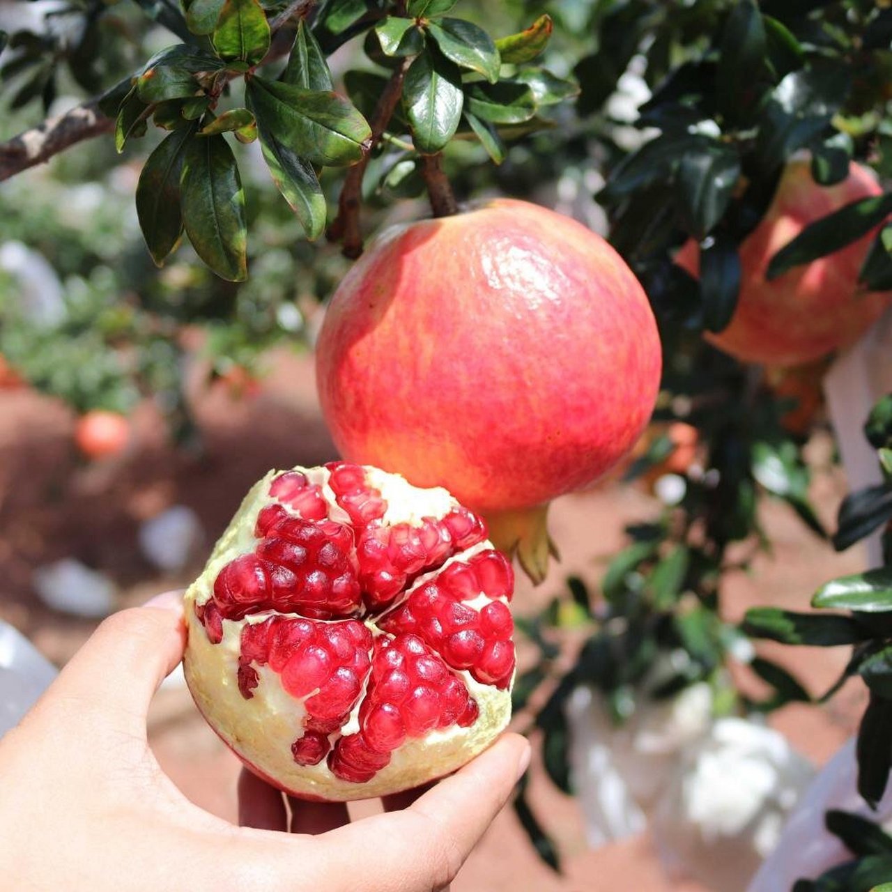 四川省特产 - 会理石榴 会理石榴栽培历史悠久,早在唐朝时期即为皇帝