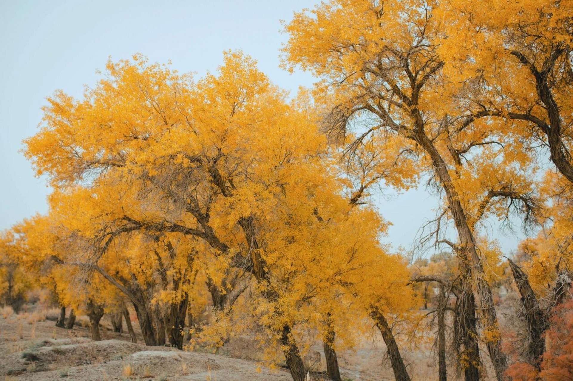 新疆旅游|库尔勒尉犁县喀尔曲尕水上胡杨林 大美新疆,给大家安利一个