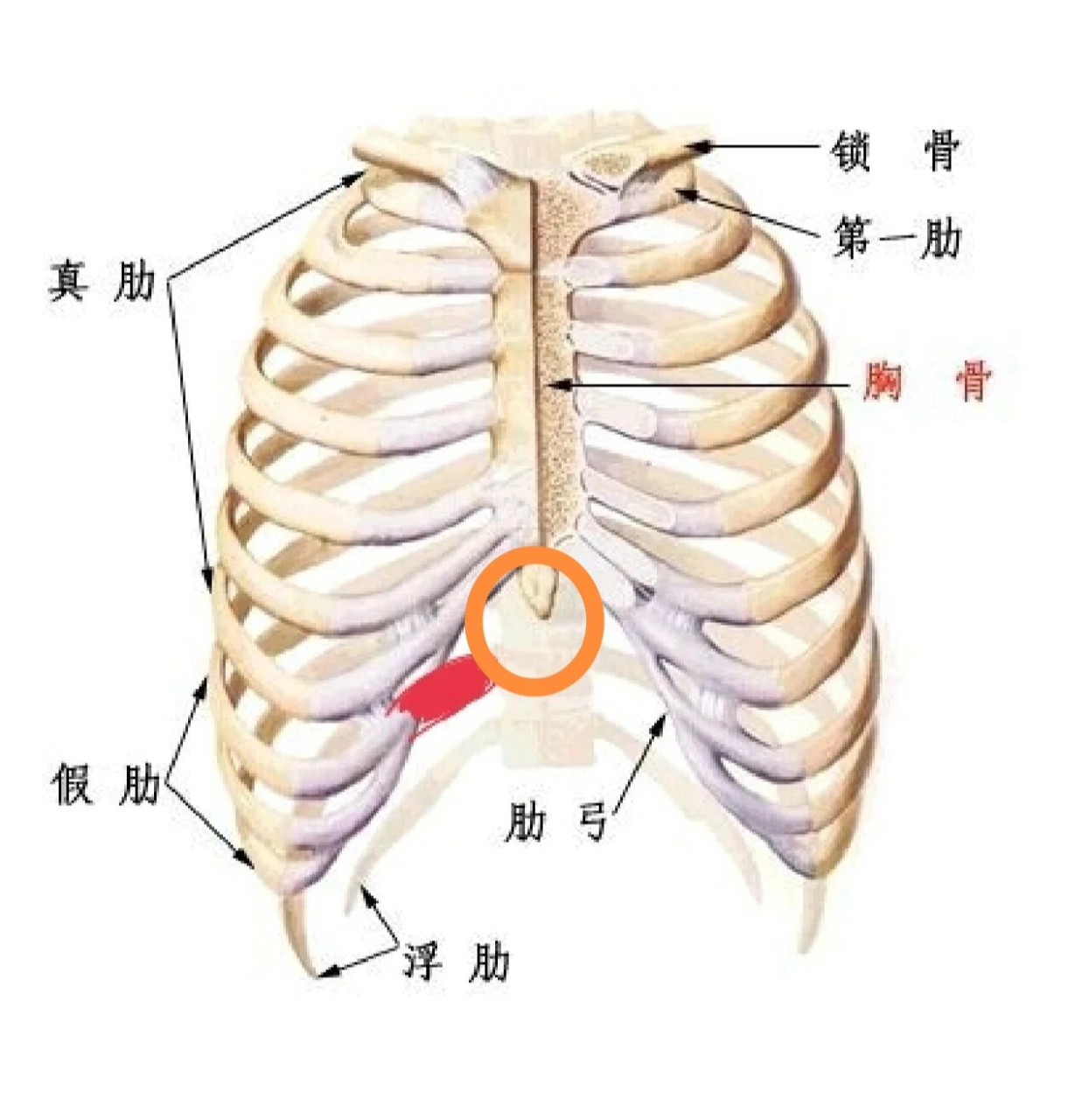 剑突图片凸起硬块图片