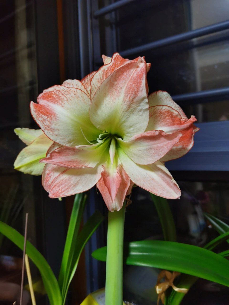 朱顶红～爱神 花真的超大的,值得购买的品种～,如果光线好,颜色会更美