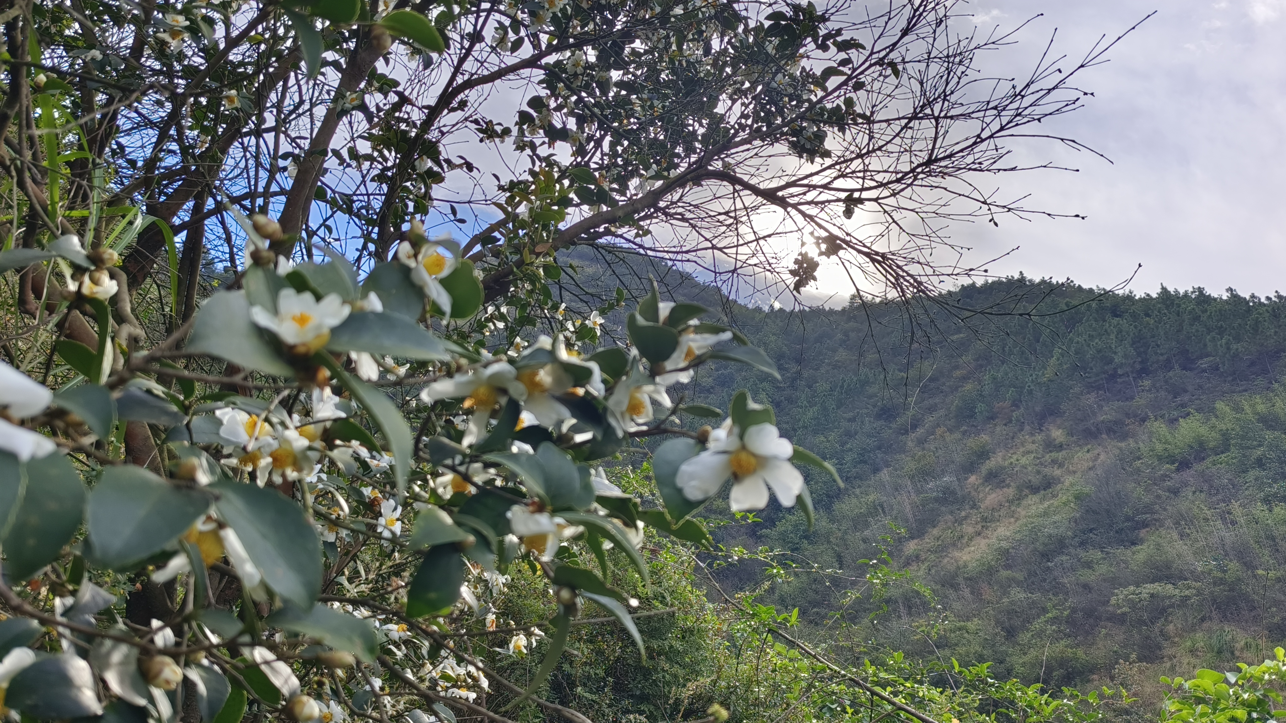 山茶油树花开了