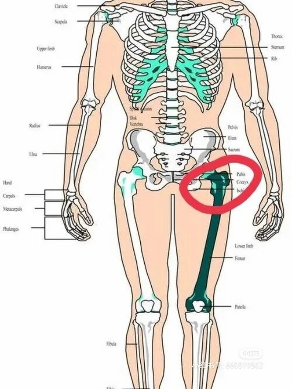 大腿根位置在哪里图片图片