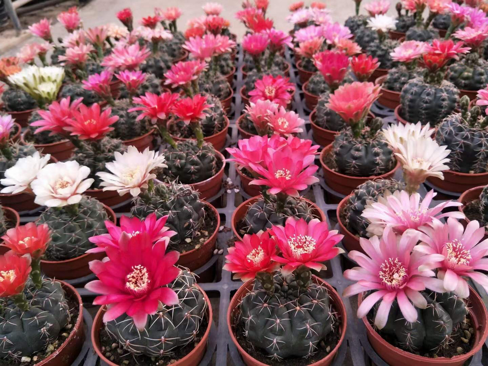 仙人球～绯花玉 绯花玉一年能开多次花,没有固定的次数,每年的开花