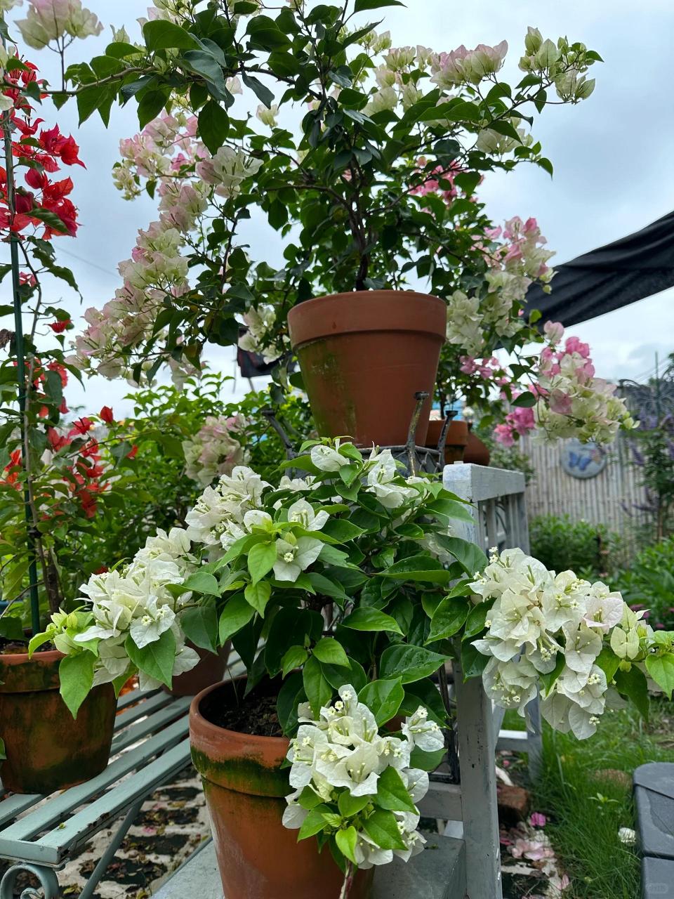 给粉苞冬红换个盆 粉苞冬红太适合养啦 去年入的很小的牙签苗 今年