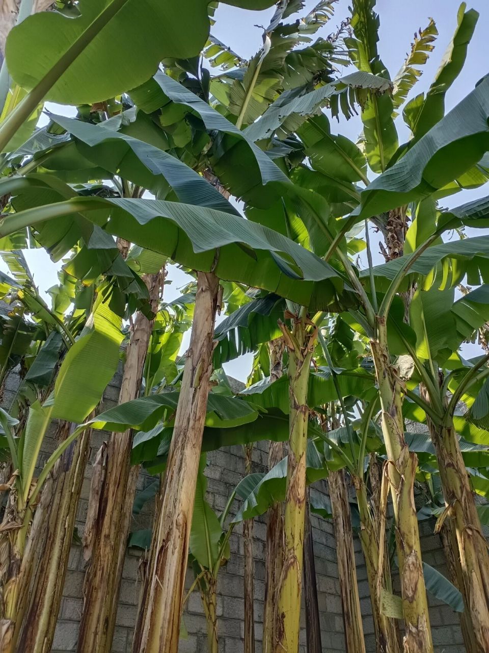 芭蕉树在冬天依然挺拔 今天有点小太阳,看到坚强的热带树居然生命盎然