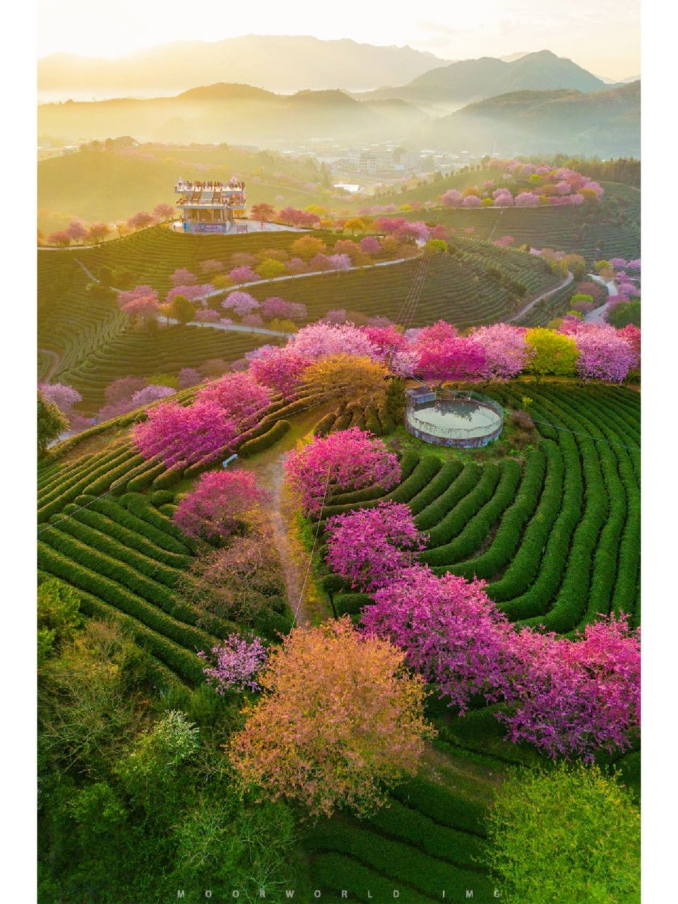 相片于龙岩漳平·永福台品樱花茶园 我错失过很多的好时光,擦肩而过了