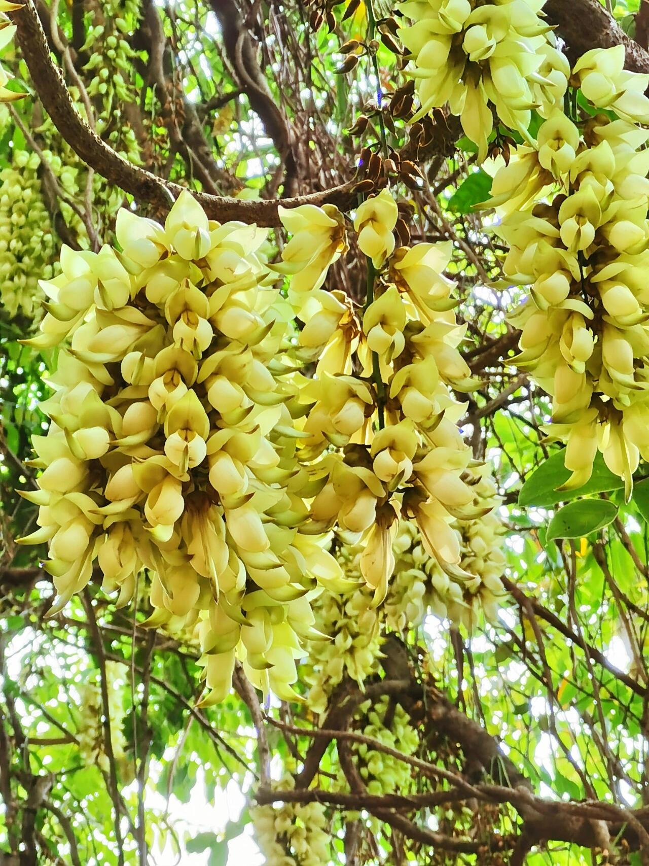 禾雀花 花期:3月初—4月中旬,清明节前后 花语:欢快,快乐 价值:观赏