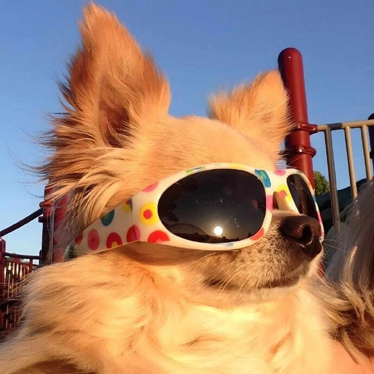 沙雕可爱萌宠头像已更新～ 谁能抵挡住又可爱又沙雕的修狗头像!