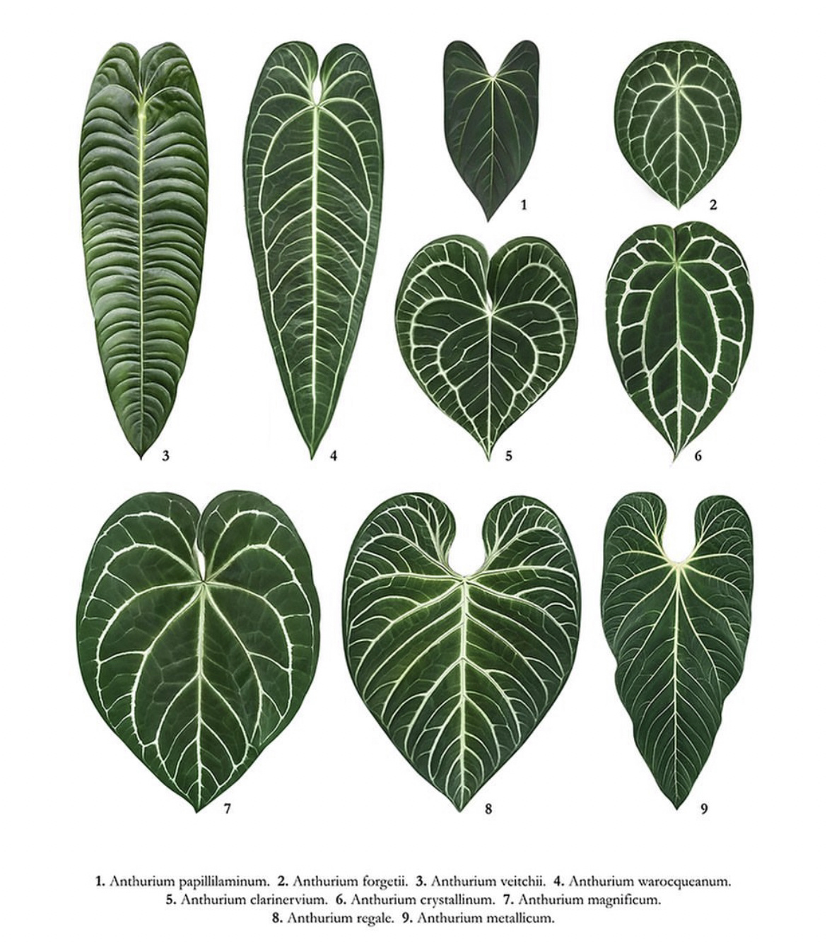 热带植物名字大全,热植真的有时候分不清楚
