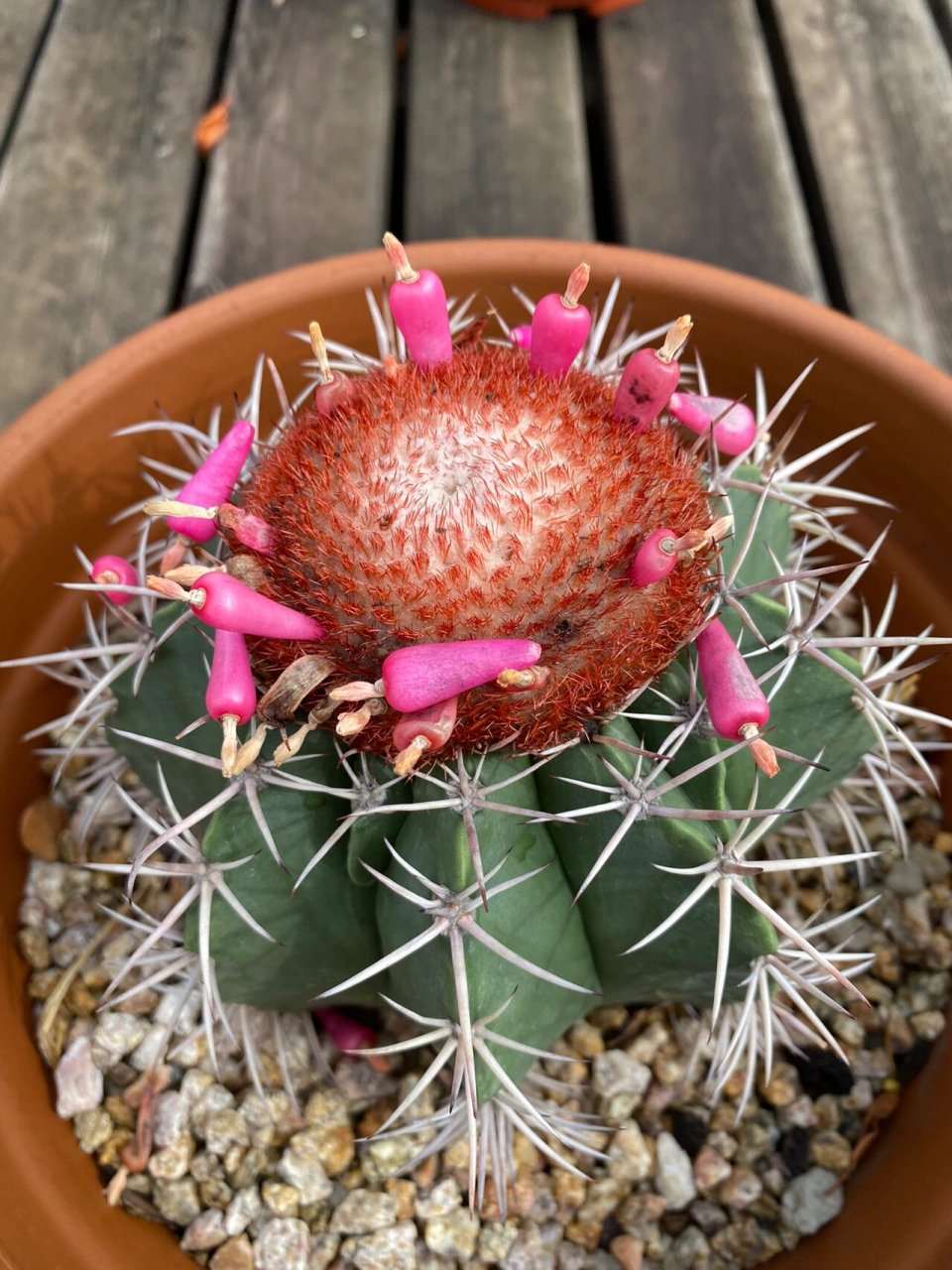 仙人球-魔云 层云是一个仙人掌品种,单生,球形,表皮蓝绿色至灰绿色,棱