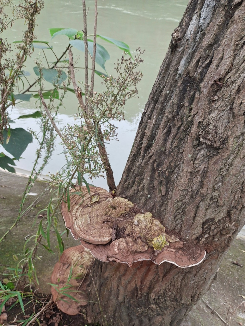 树上长的这个是什么,像灵芝样,能不能食用 树上长的这个是什么,像灵芝