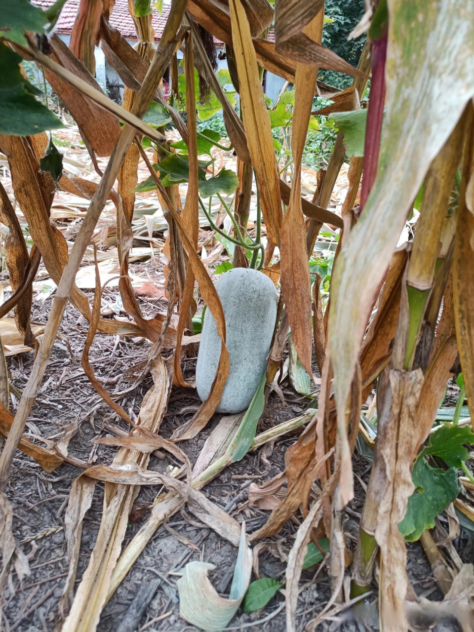 "滚石无苔,流水不腐" 意思是滚动的石 头上不会长苔藓.