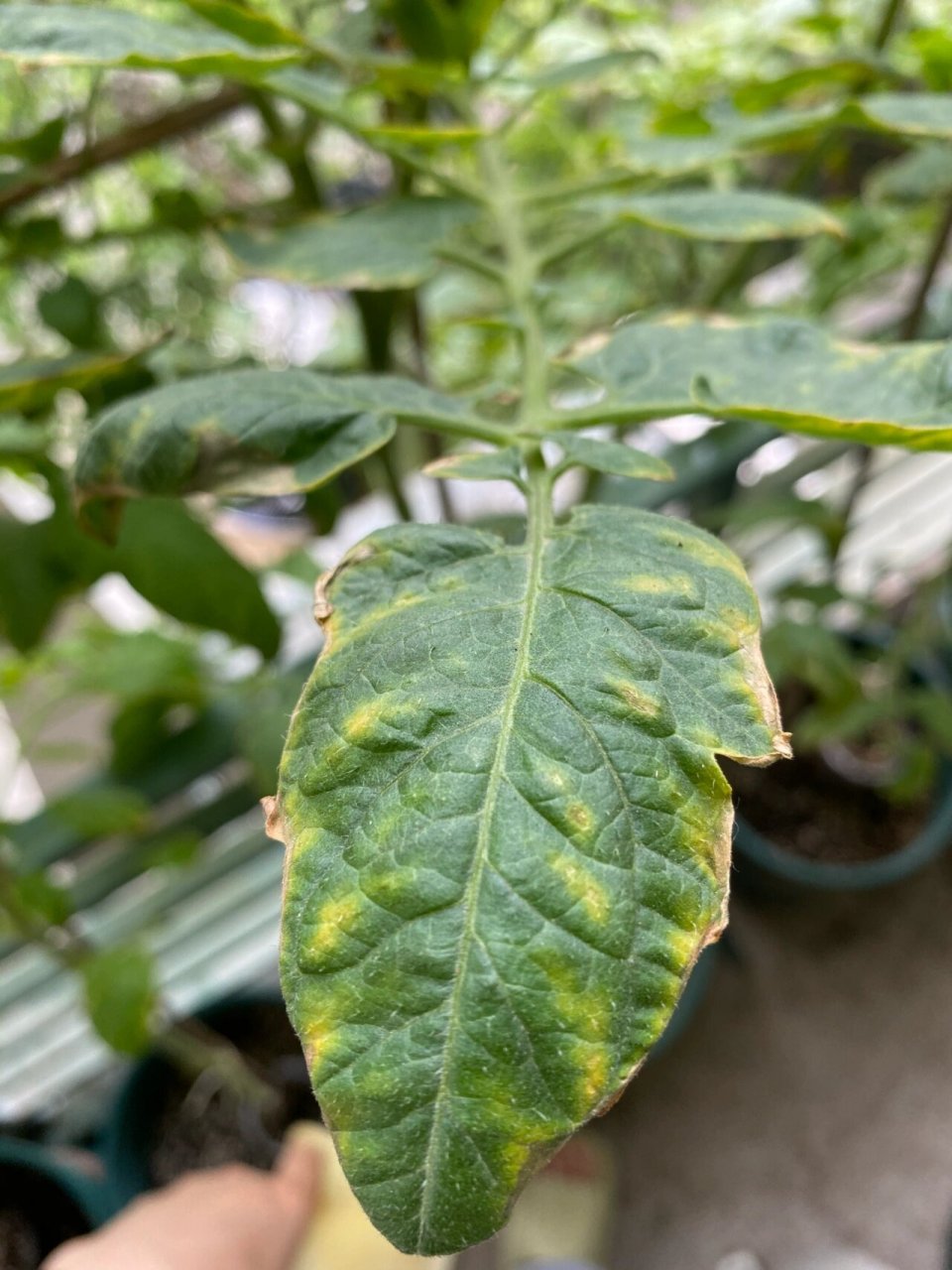 求求番茄大神救命,叶子大面积焦边 番茄突然大面积焦边 不知道是因为