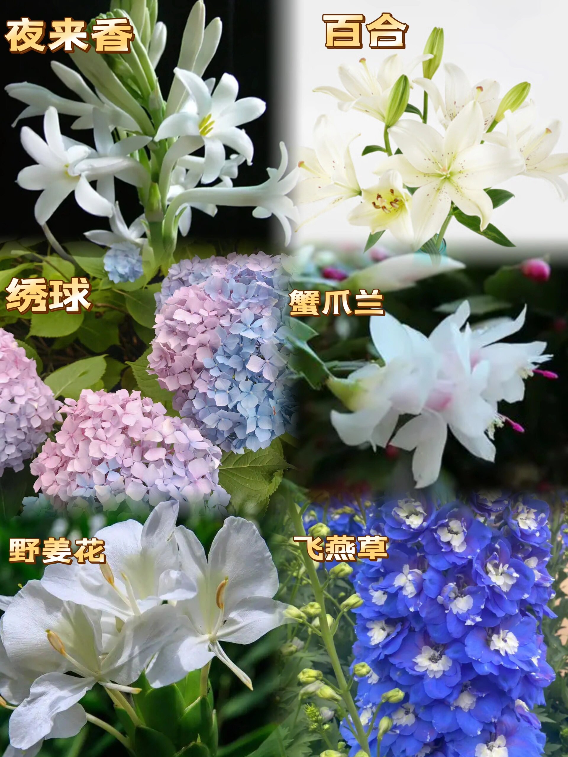 巨蟹座的 幸运花