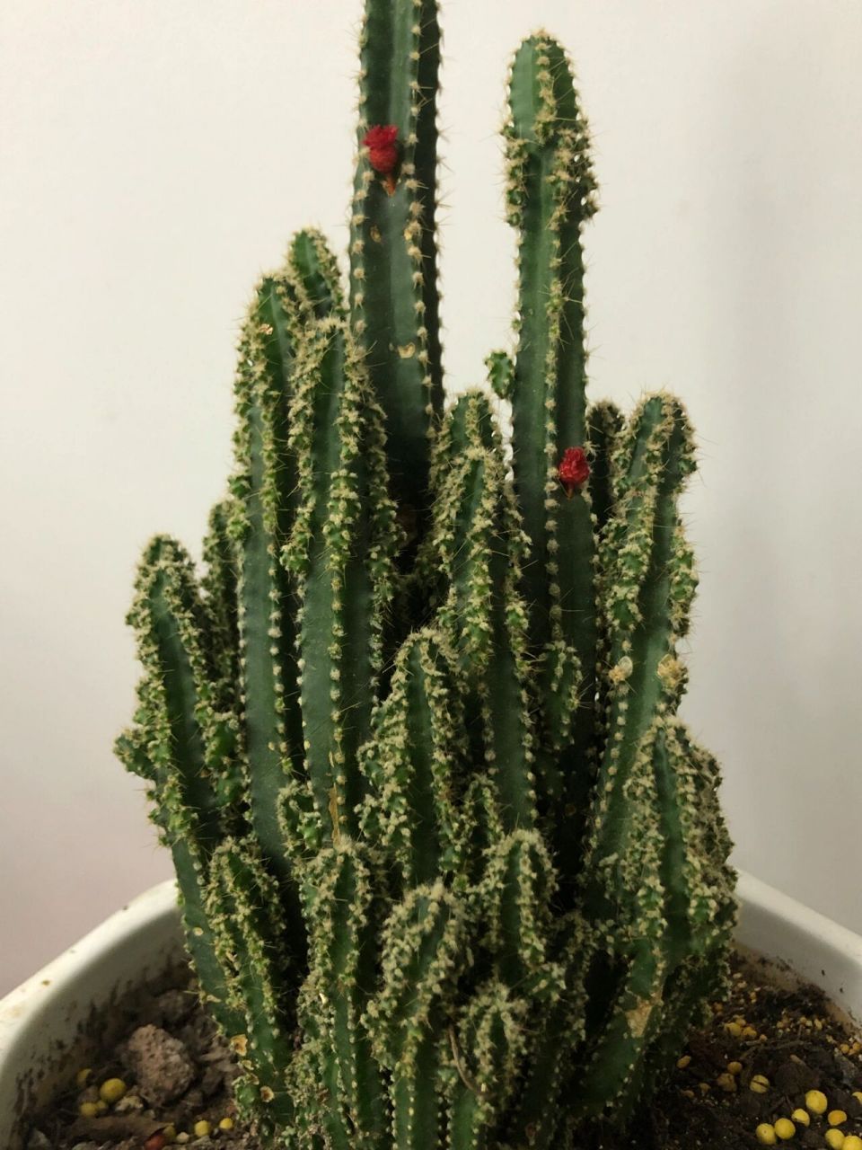 万重山买来两年了 两朵小花花就一直在上面 我还挺纳闷咋这花期那么