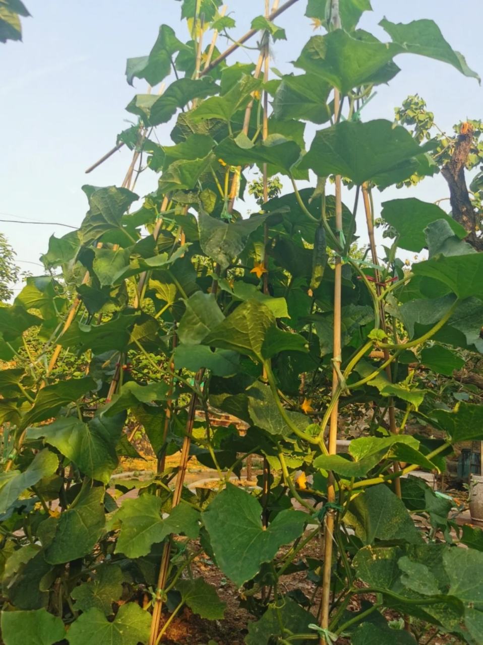 瓜藤攀架图 98我最喜欢看瓜架上吊满瓜的模样
