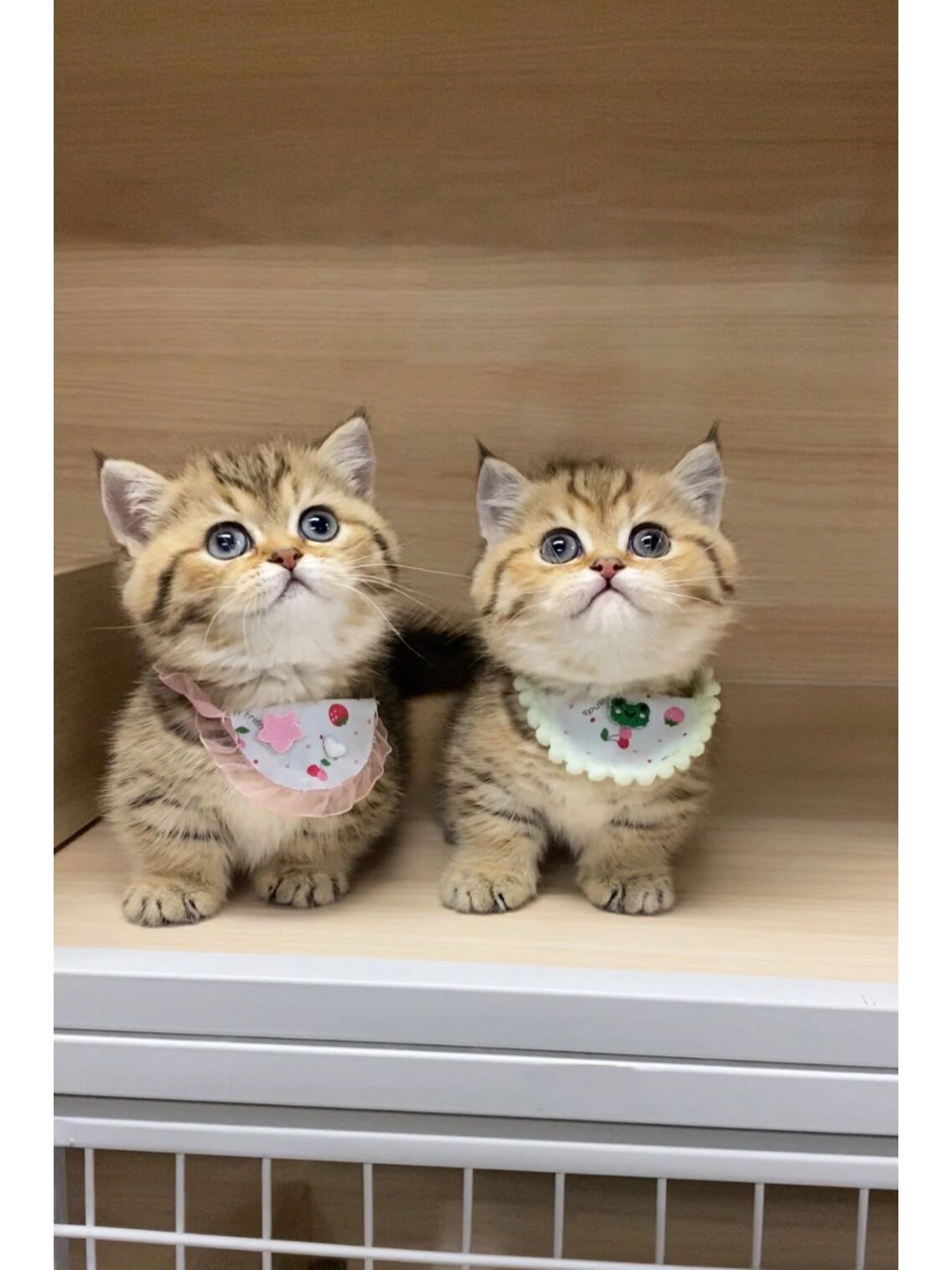 养迷你小老虎吗91 金虎斑矮脚猫