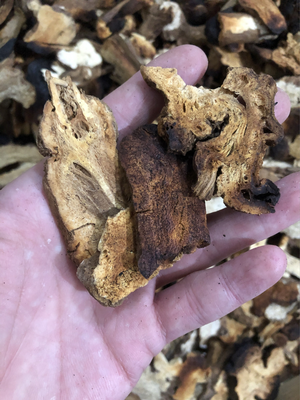 记得我第一次接触资生丸是我一起学习中医的一个朋友给的.