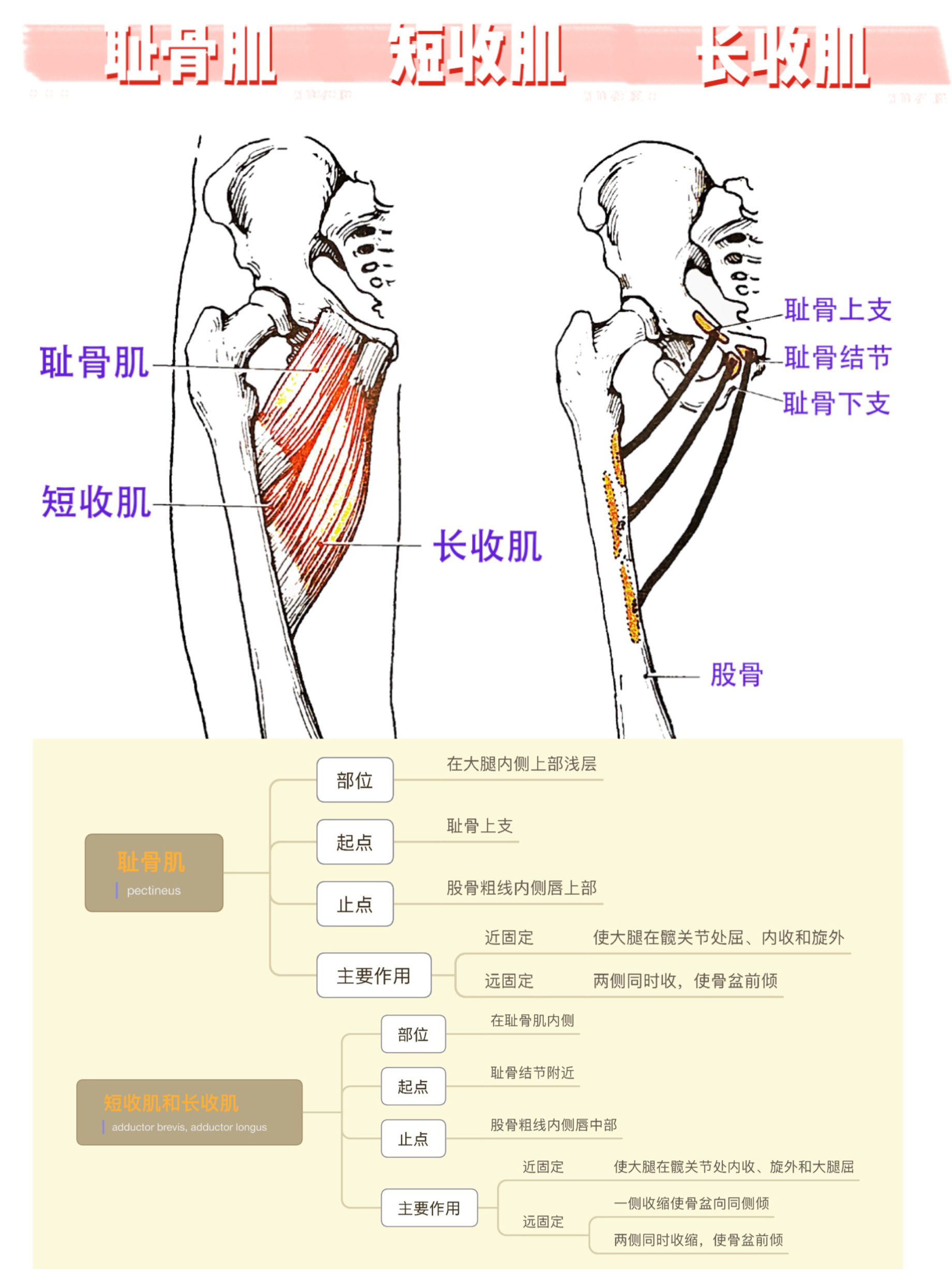 髋部提拉图片