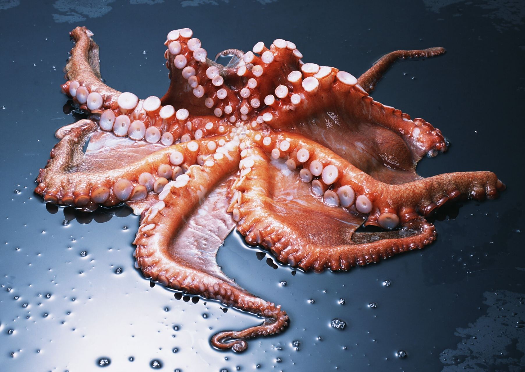 海洋里的"一霸",东山岛章鱼 章鱼99它是海洋里的"一霸",其力大无比