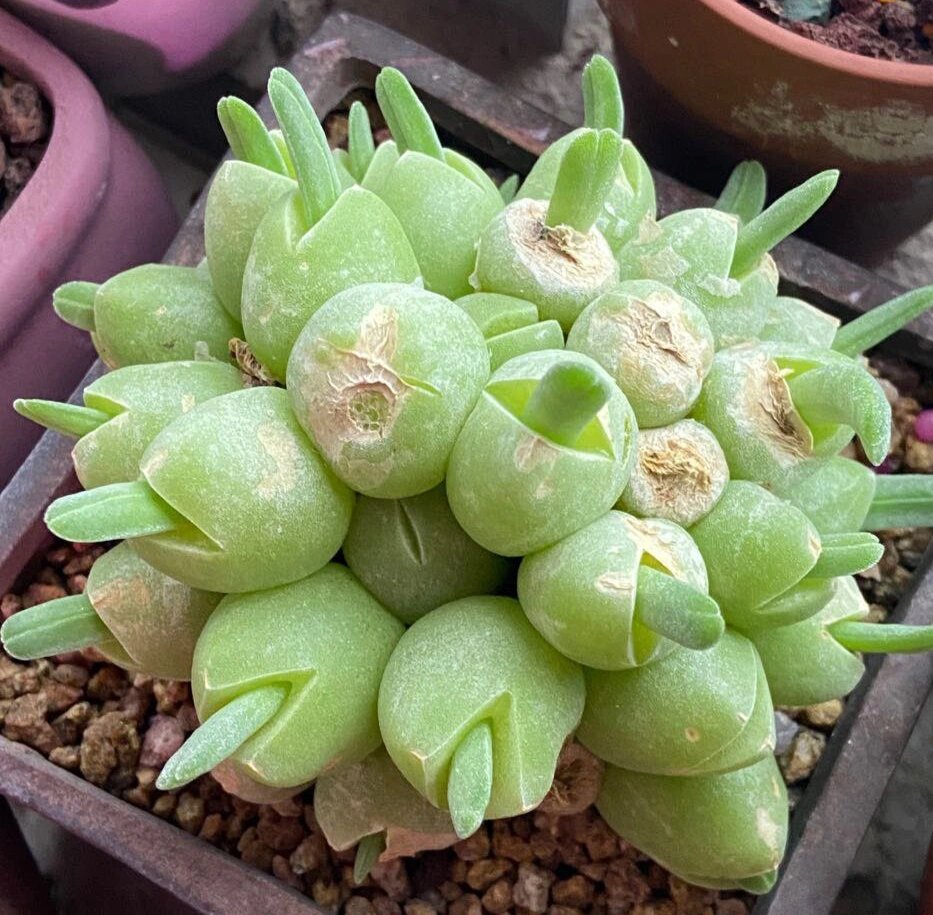 碧光环,也叫兔耳朵,兔斯基和小兔子,番杏科碧光环属多肉植物