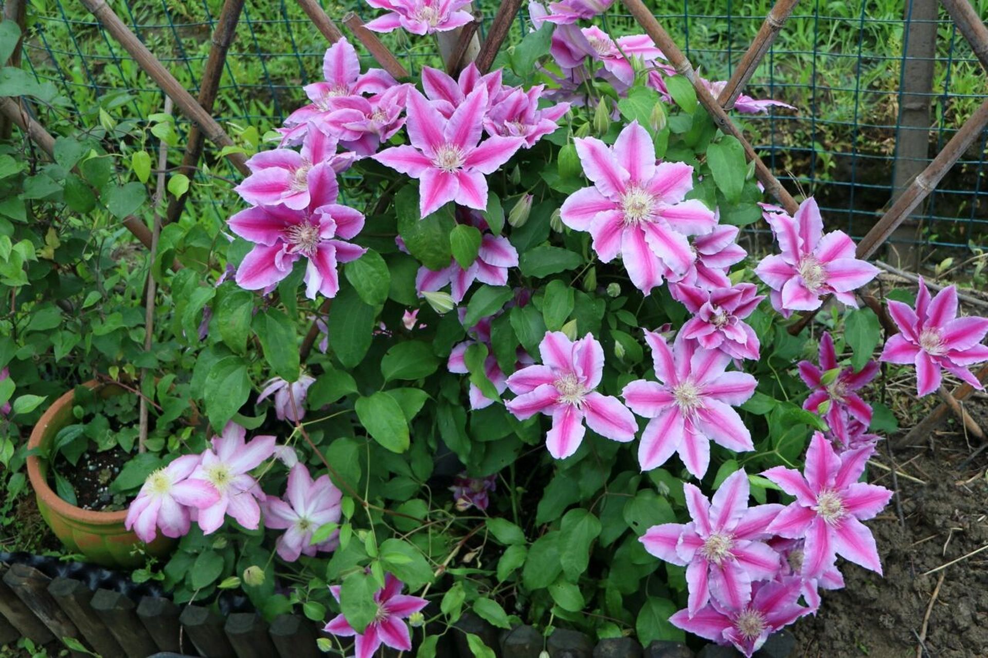 那些年种过的铁线莲——鲁佩尔博士 品种:鲁佩尔博士 修剪类别:二类轻