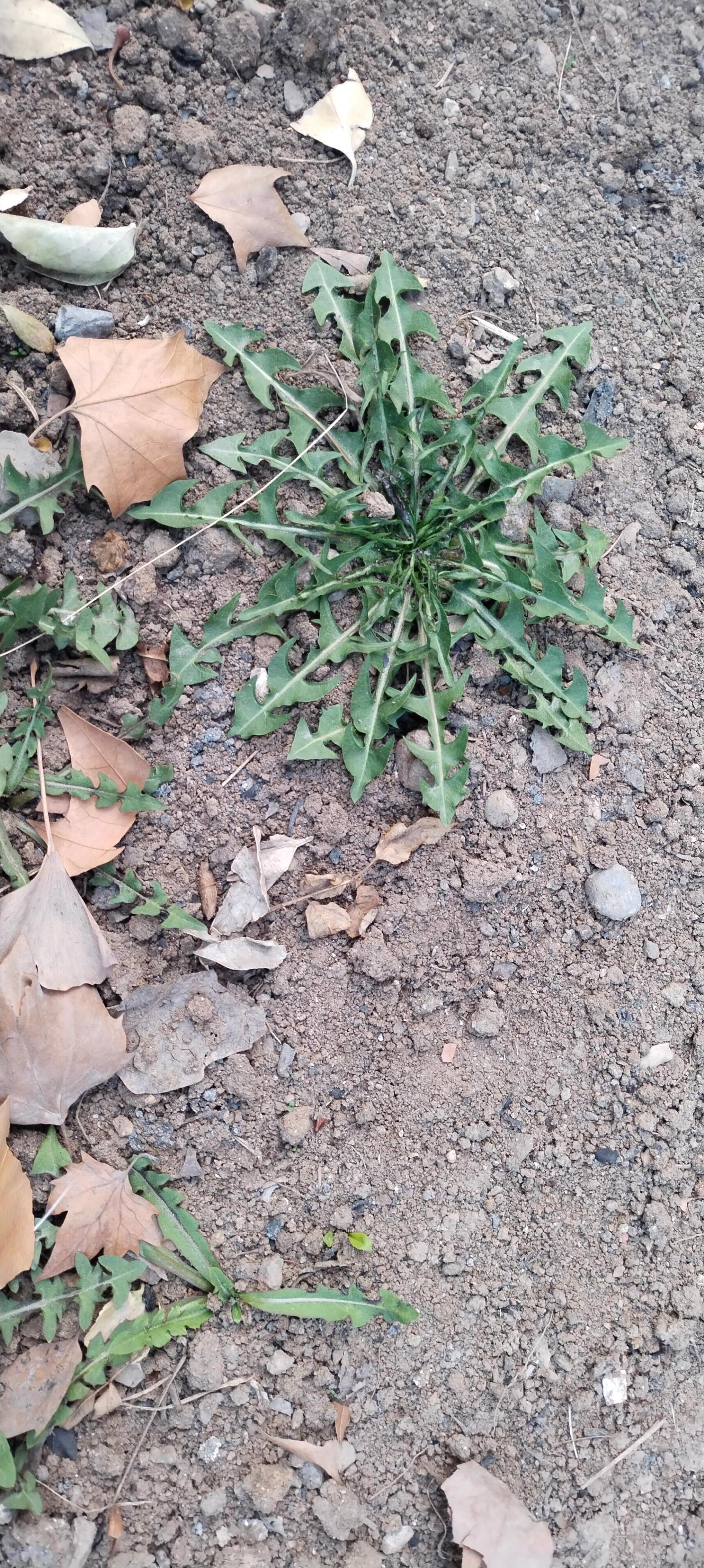 教教大家蒲公英和荠菜都長什麼樣子 圖一蒲公英,圖二薺菜,都是非常