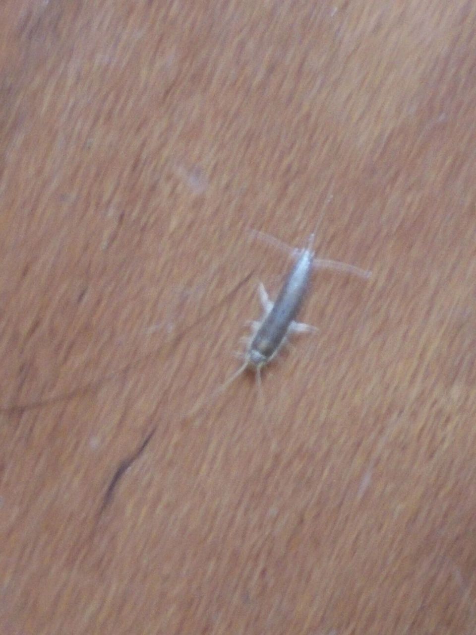 衣鱼虫怎么根除 衣鱼虫经常会出现在家里,它们一般在