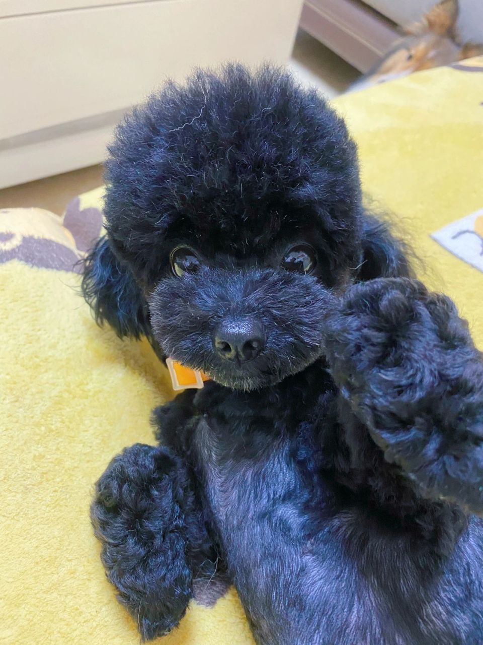 你们家黑泰迪都叫什么   你们家黑泰迪都叫什么